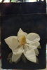 White Magnolia on black